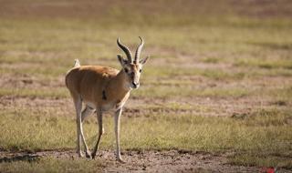 野生大熊猫分布 野生大熊猫分布